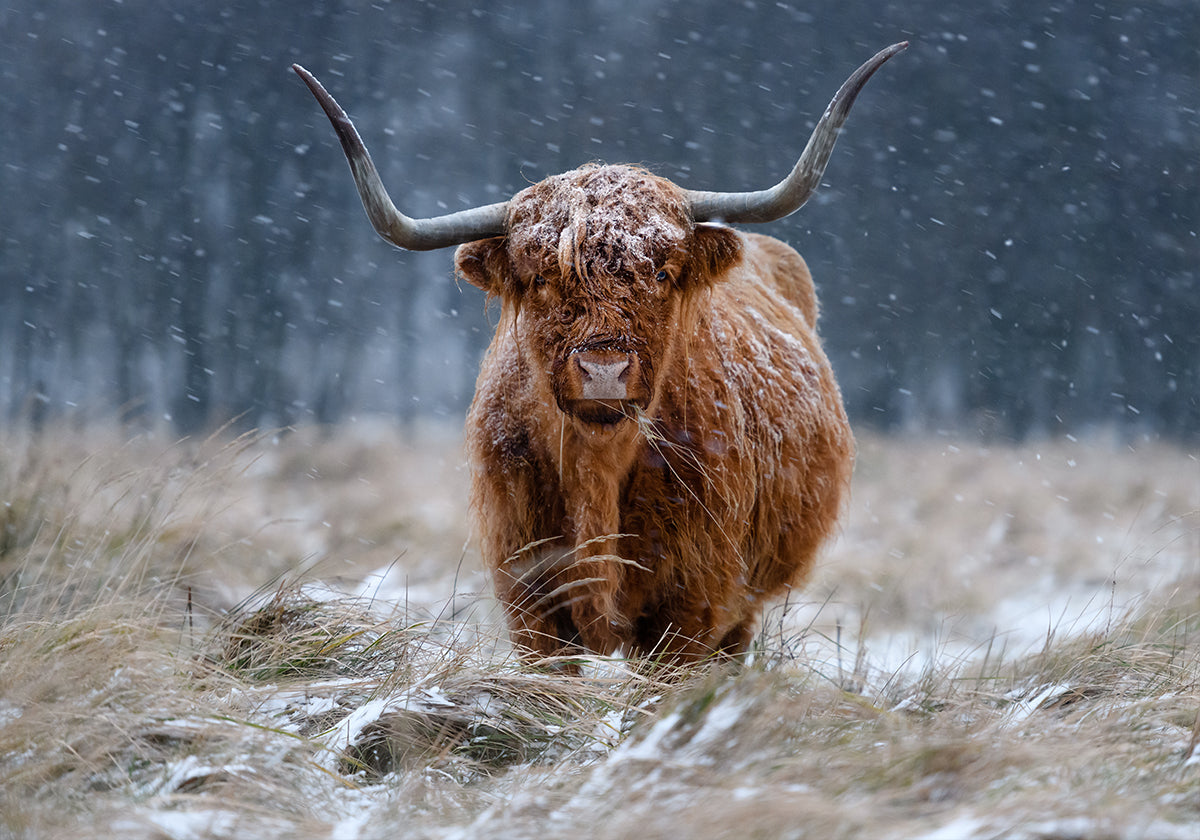 Mucca dell'altopiano innevato