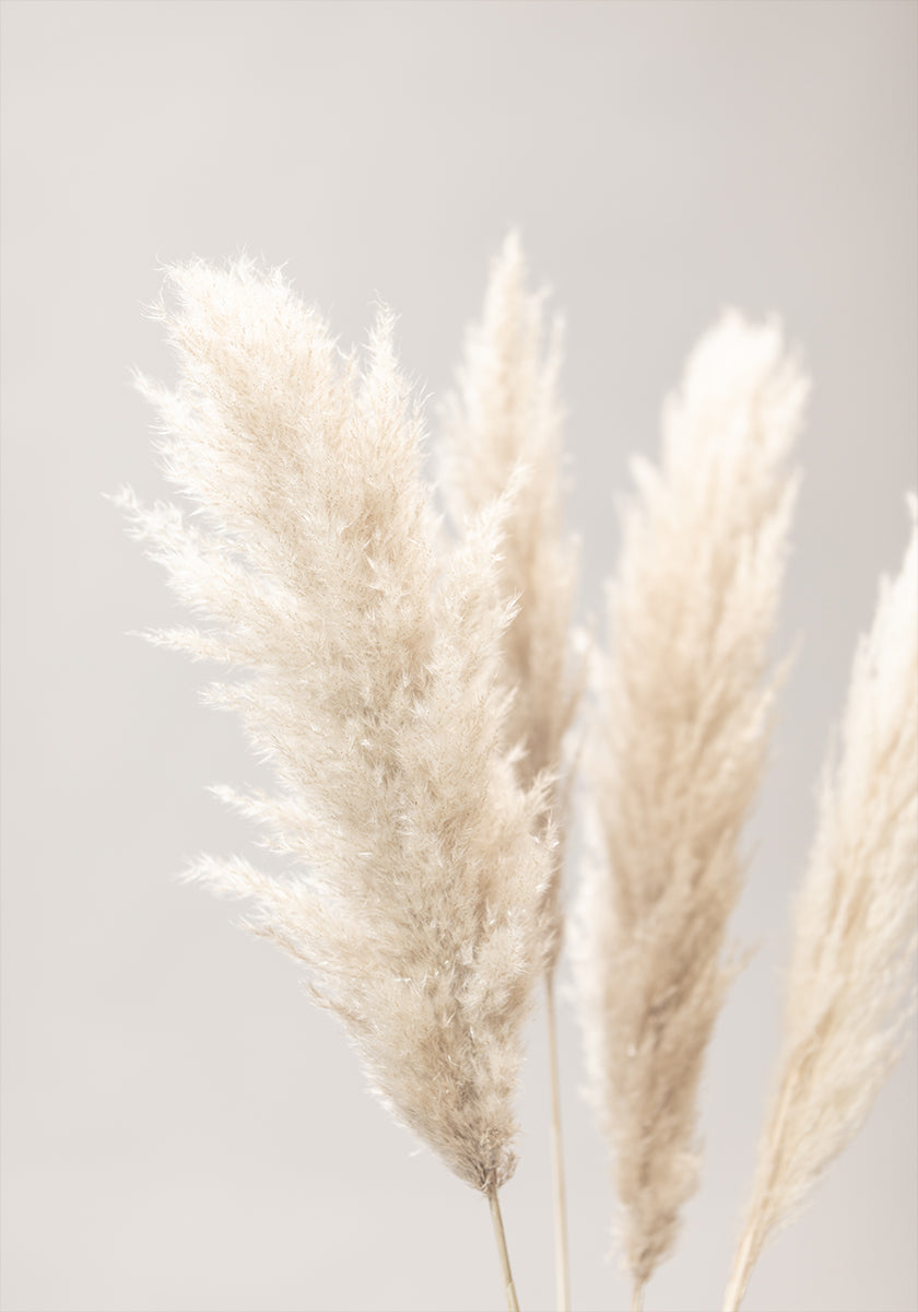 Erba di Pampa Grigio 02
