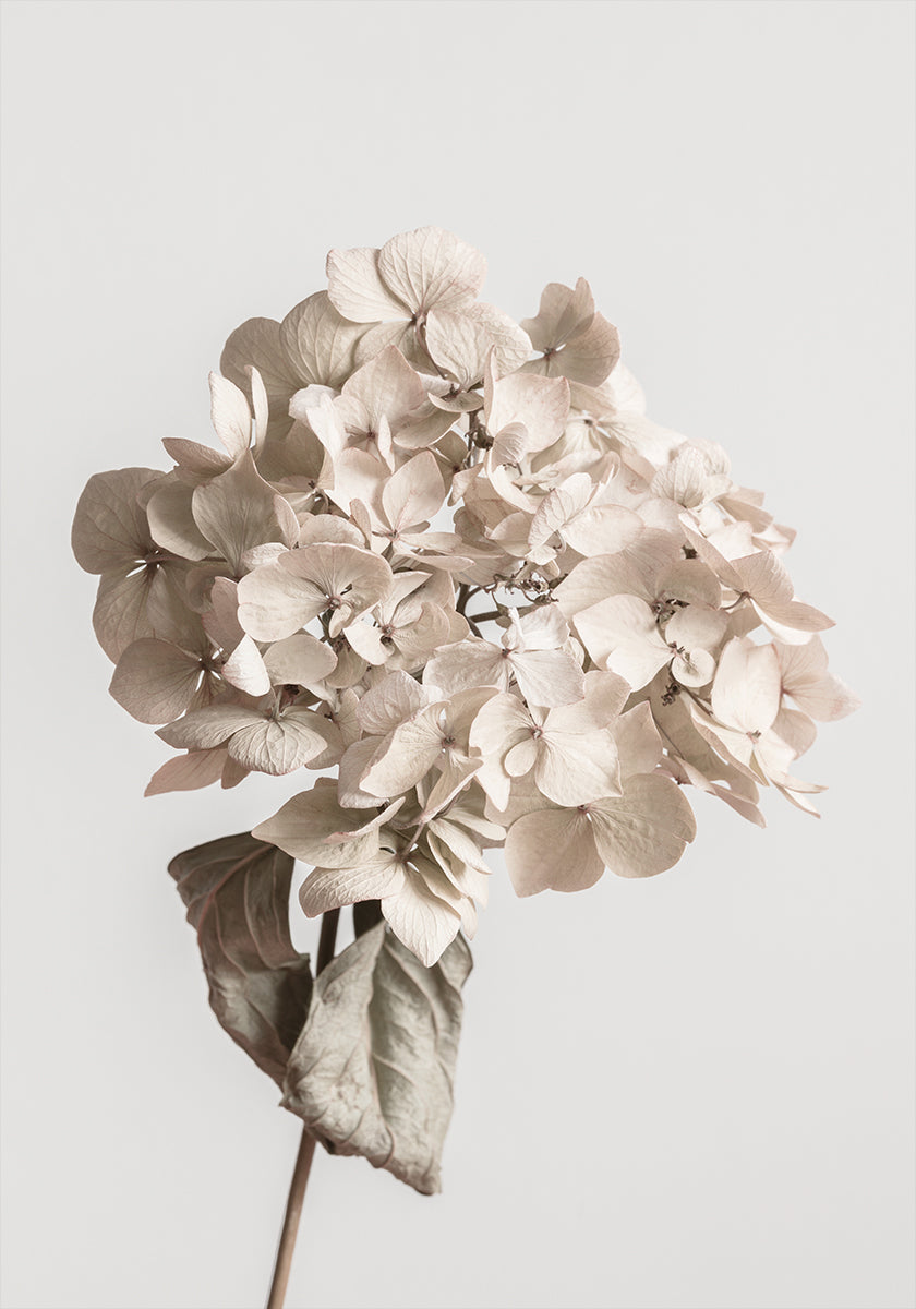 Poster di fiori secchi beige