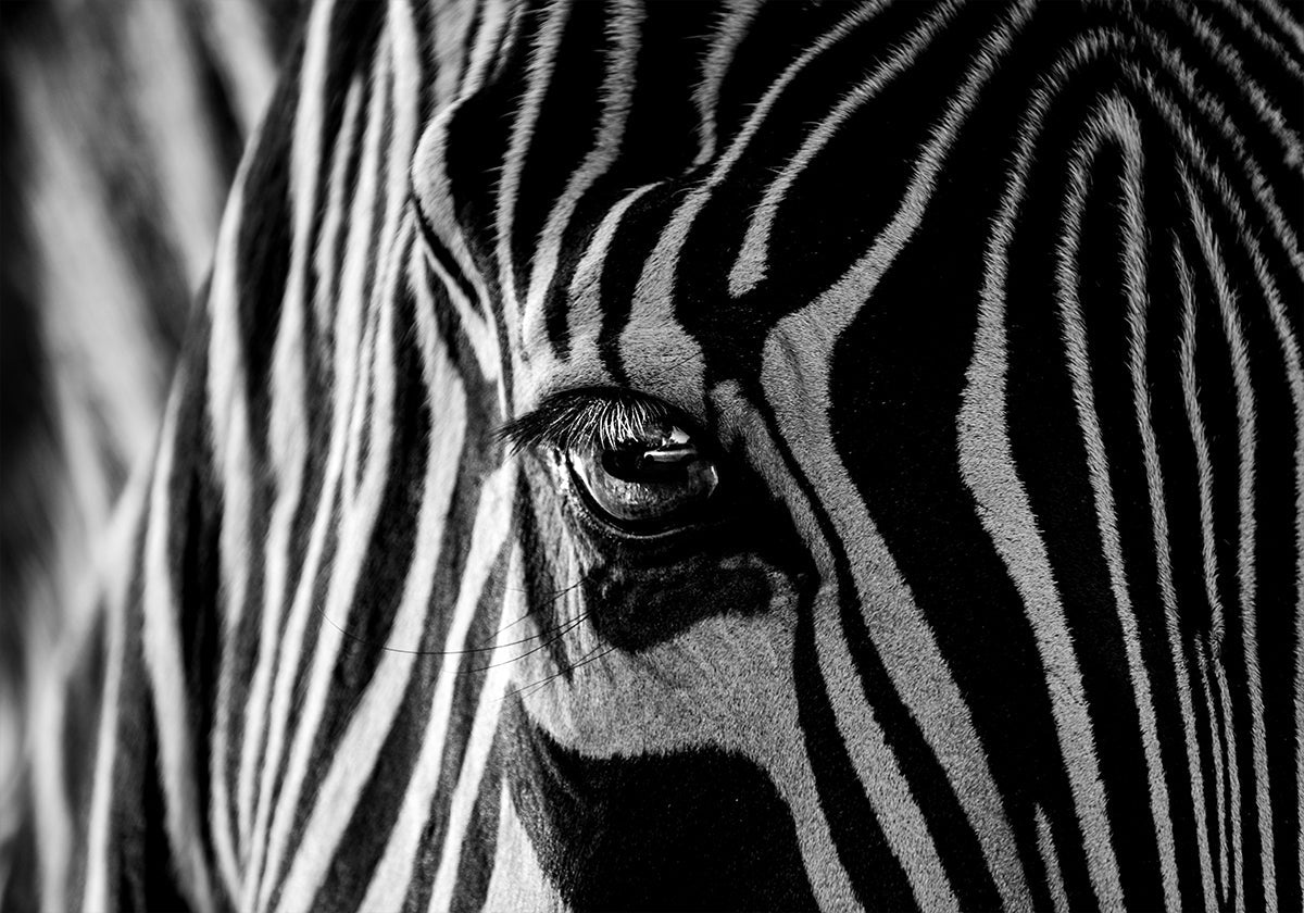Manifesto astratto della zebra