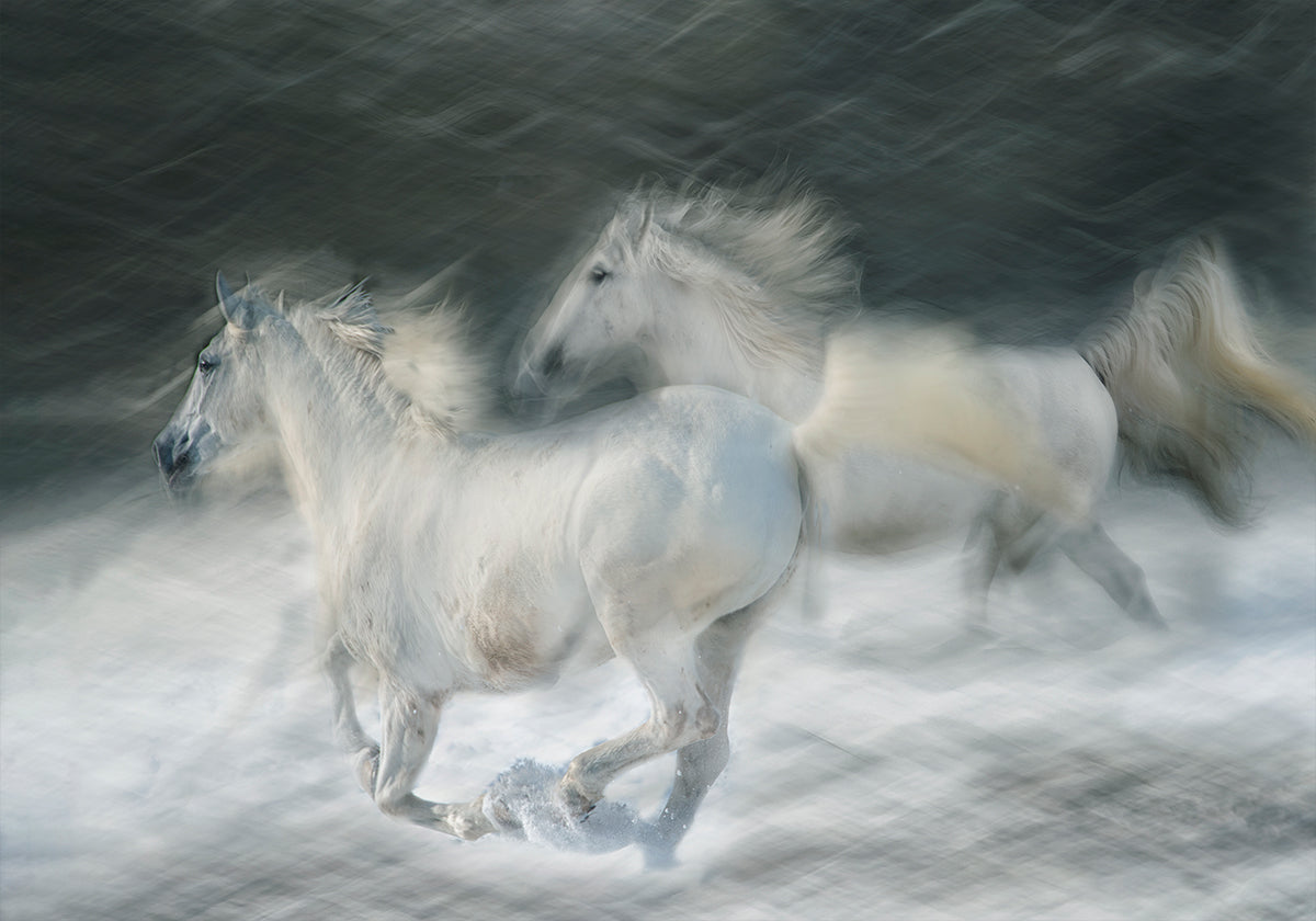 galoppo in un duello Poster