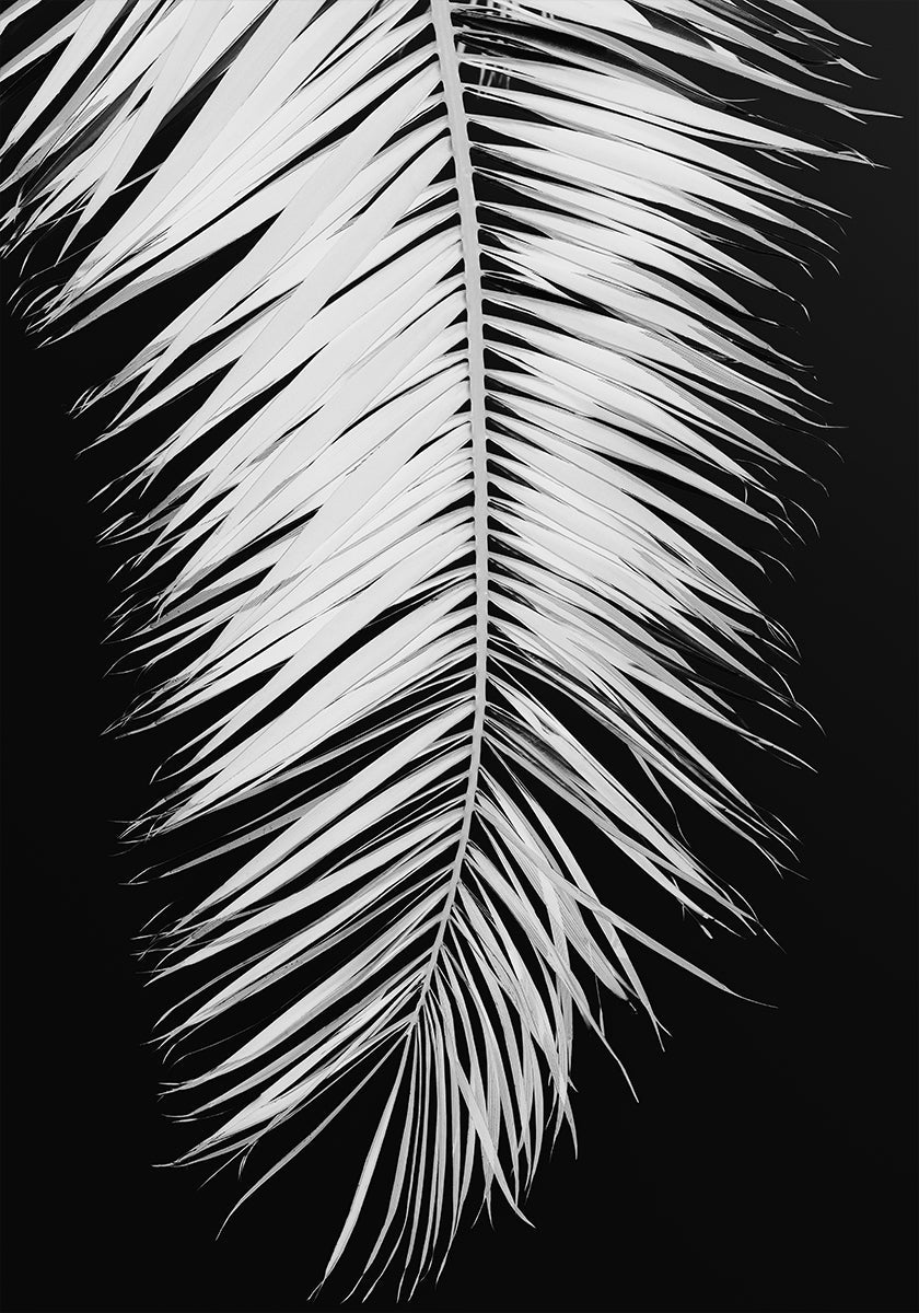 Poster n.4 di foglie di palma
