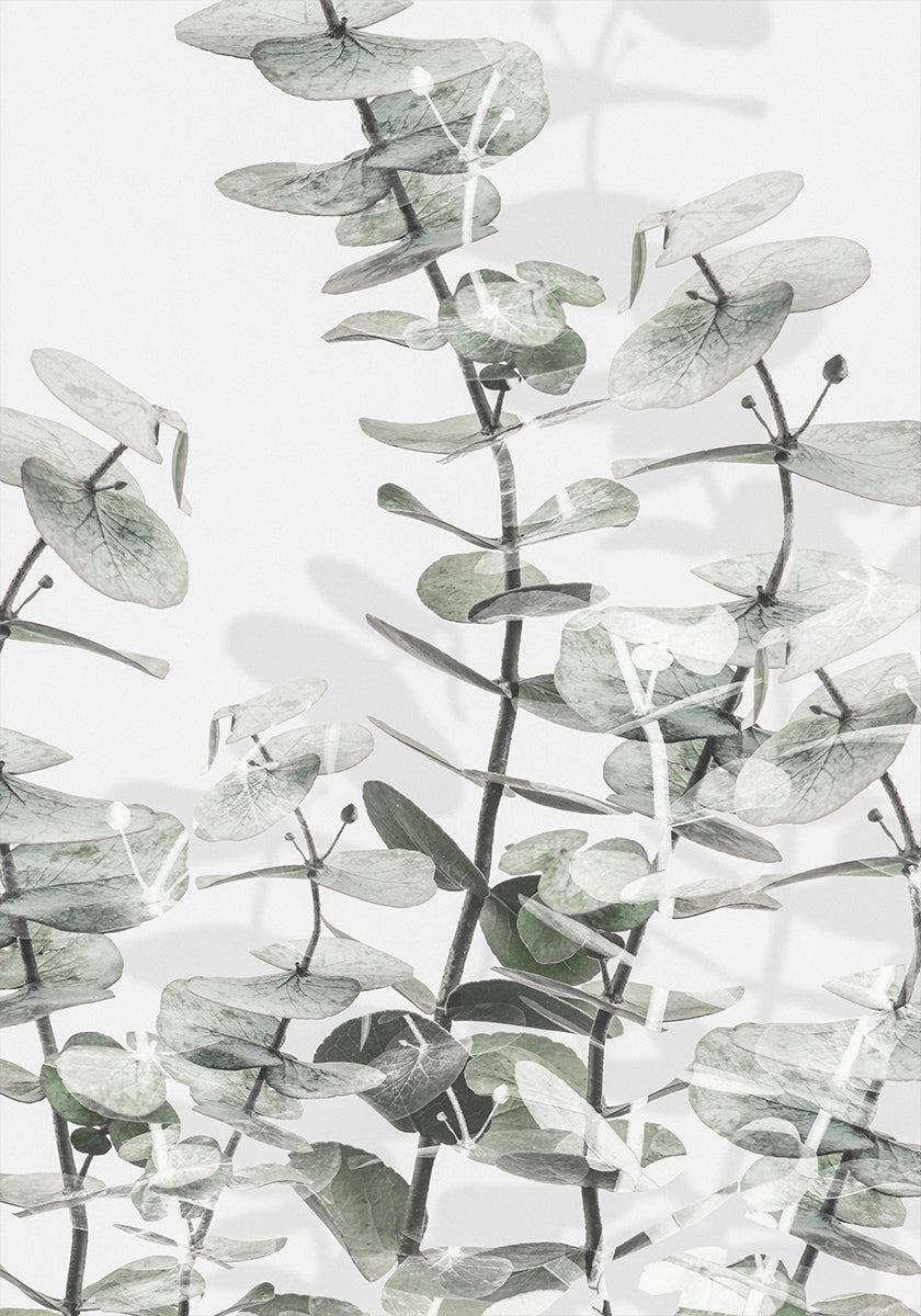 Eucalyptus No.3 Plakat