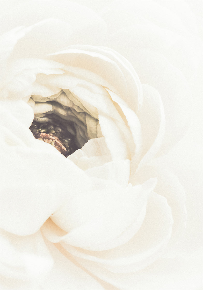 Poster Fiore bianco n. 1