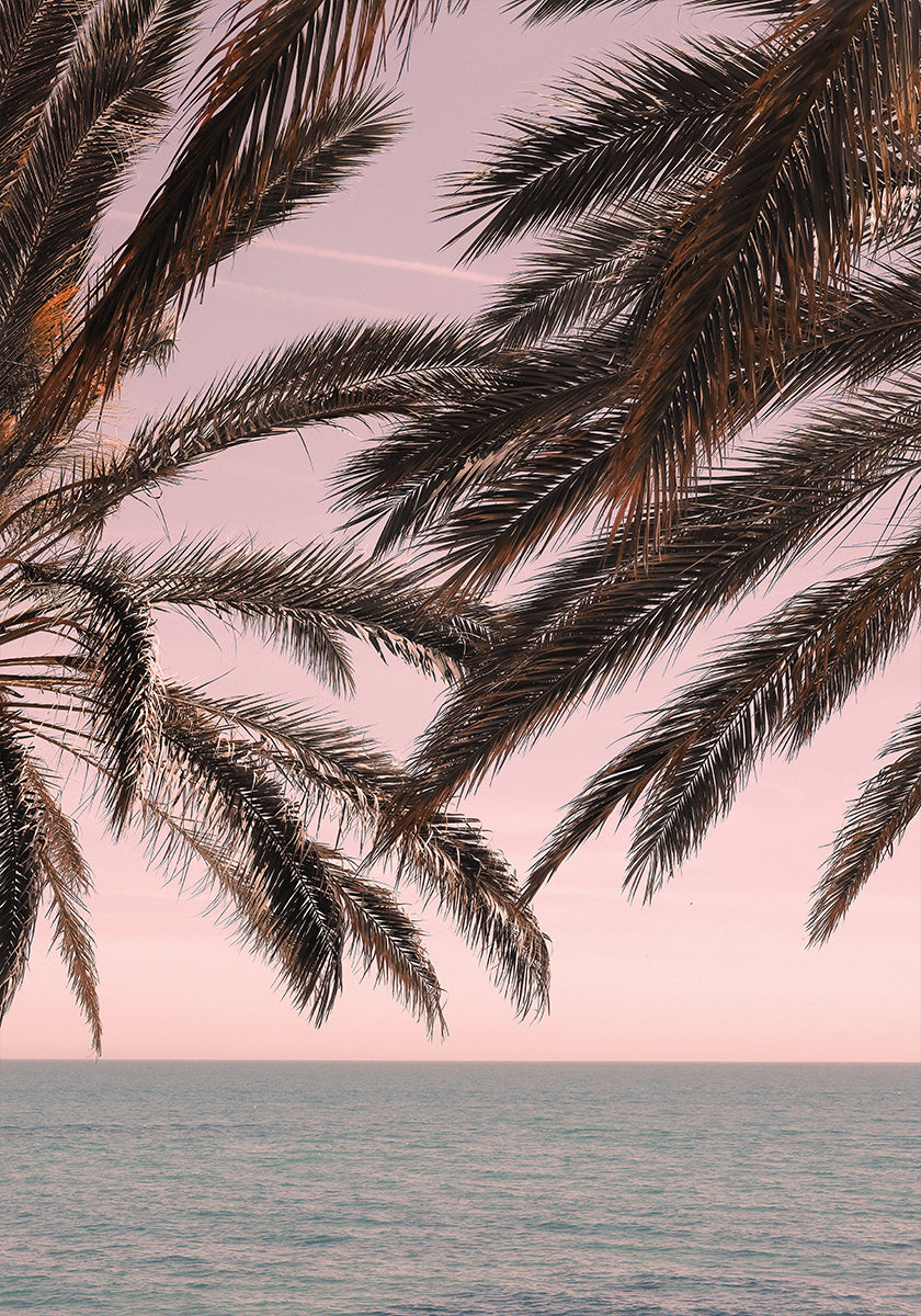 Palma_011