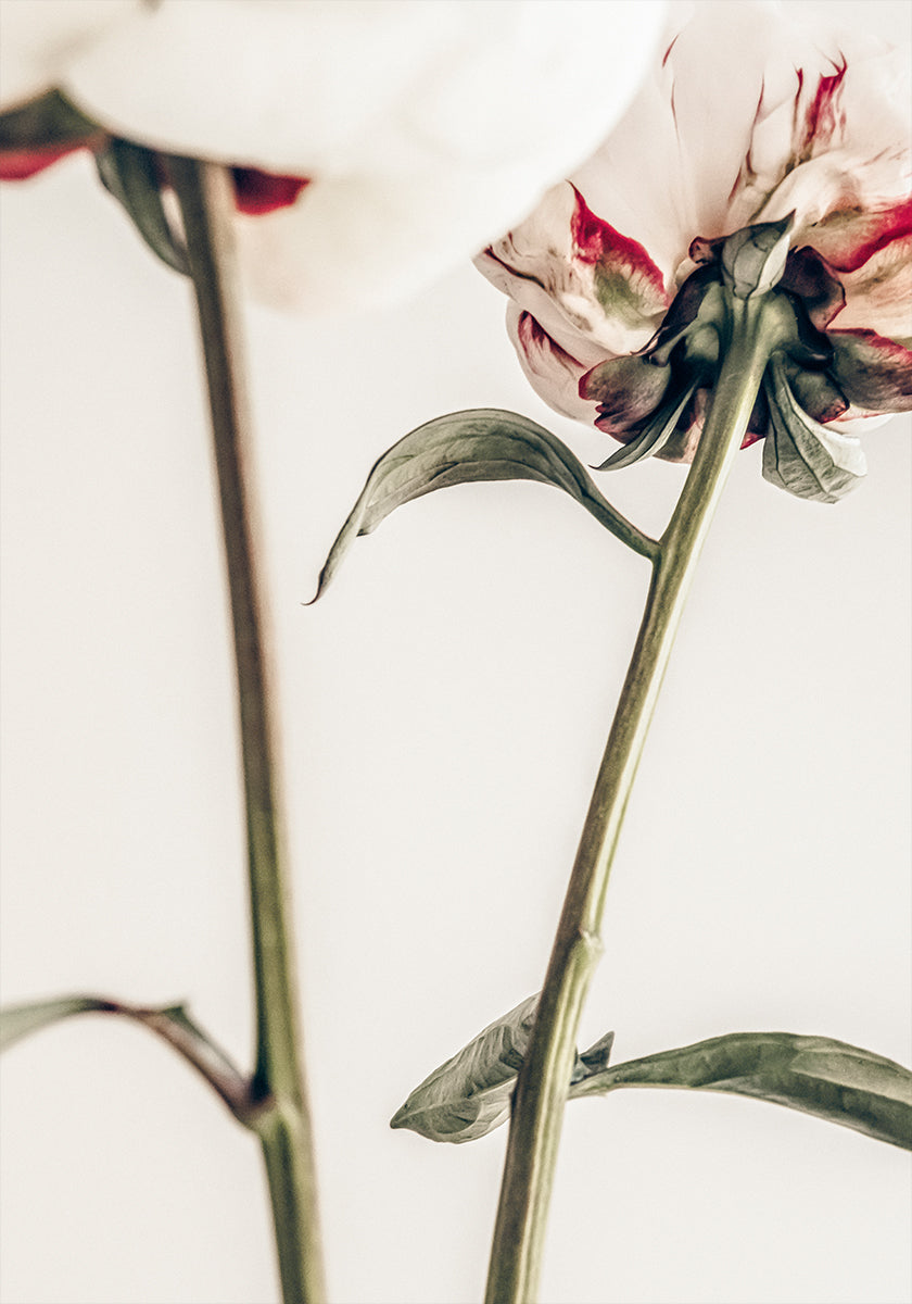 Peonia 01