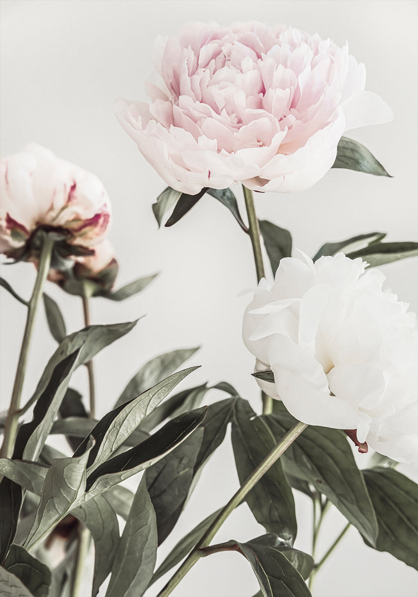 Peonia 04