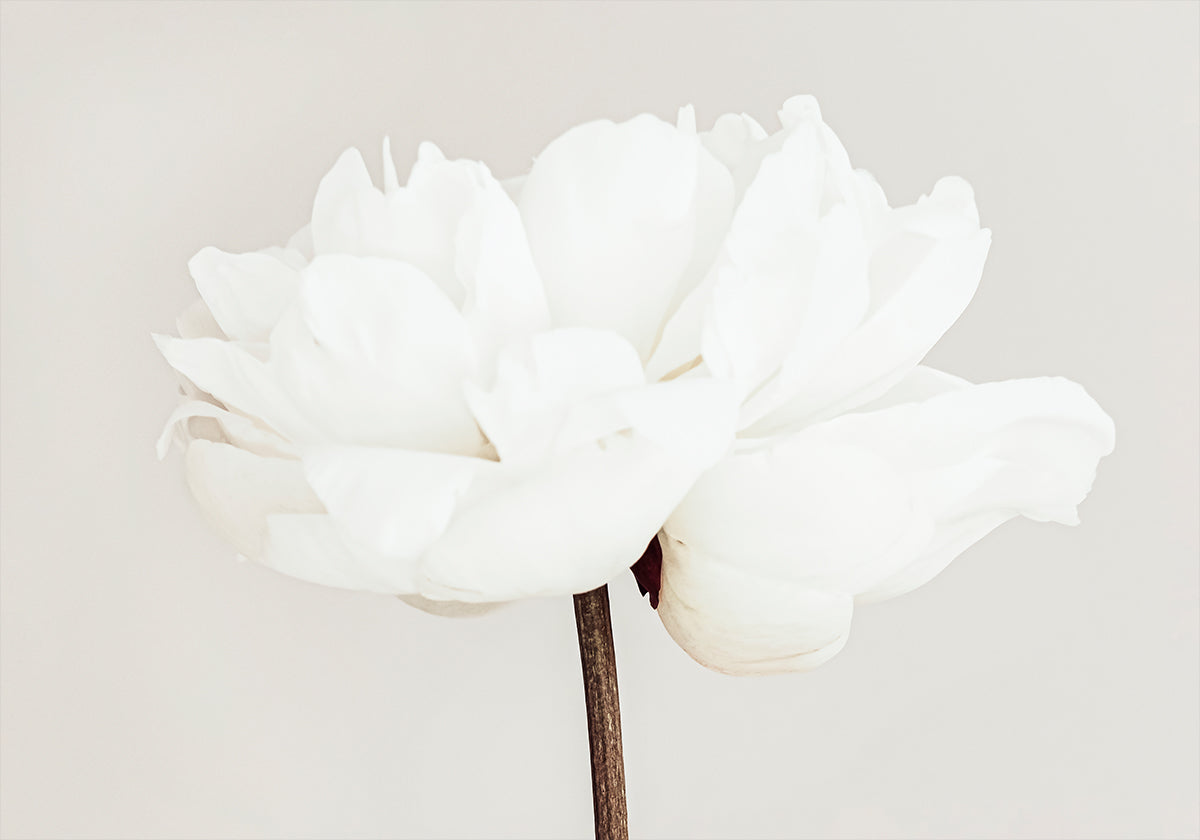 Poster Peonia n.11