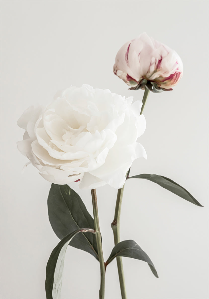 Peonia 12