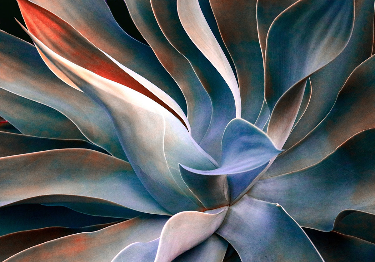 I colori nelle foglie Poster