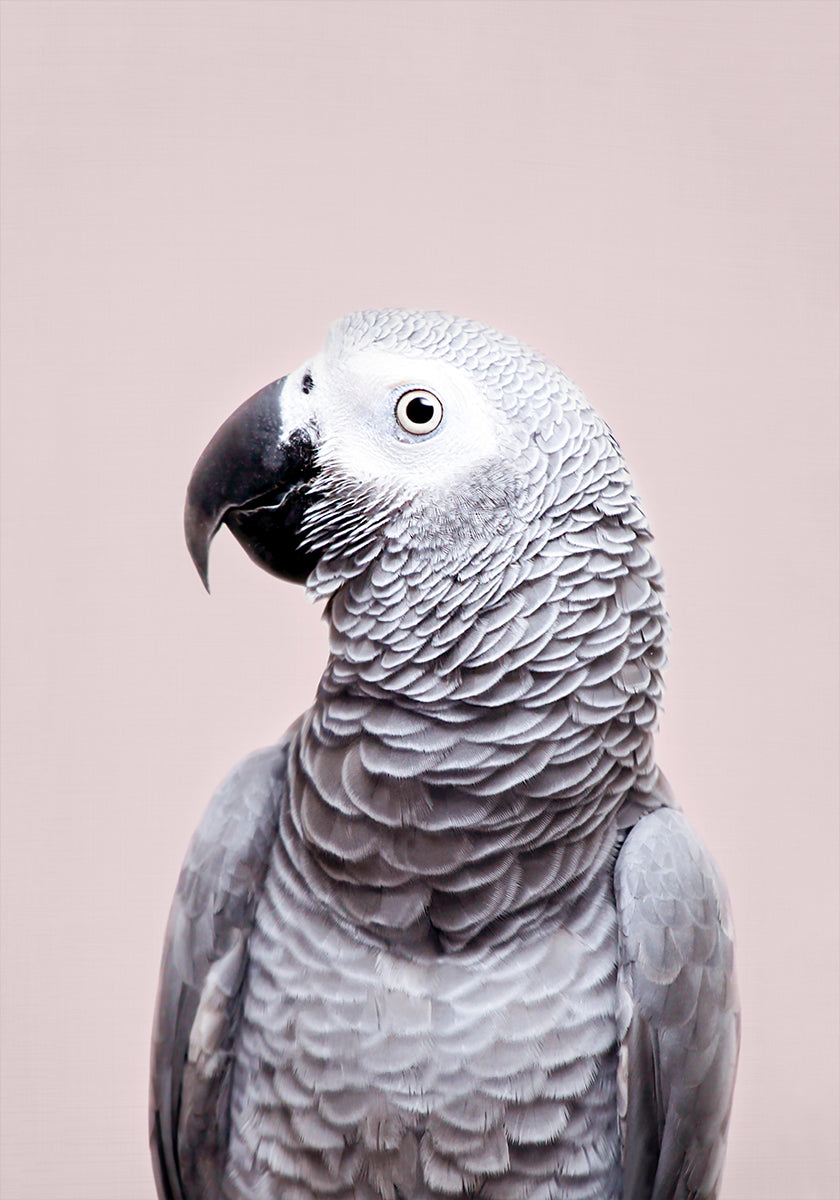 Grigio africano