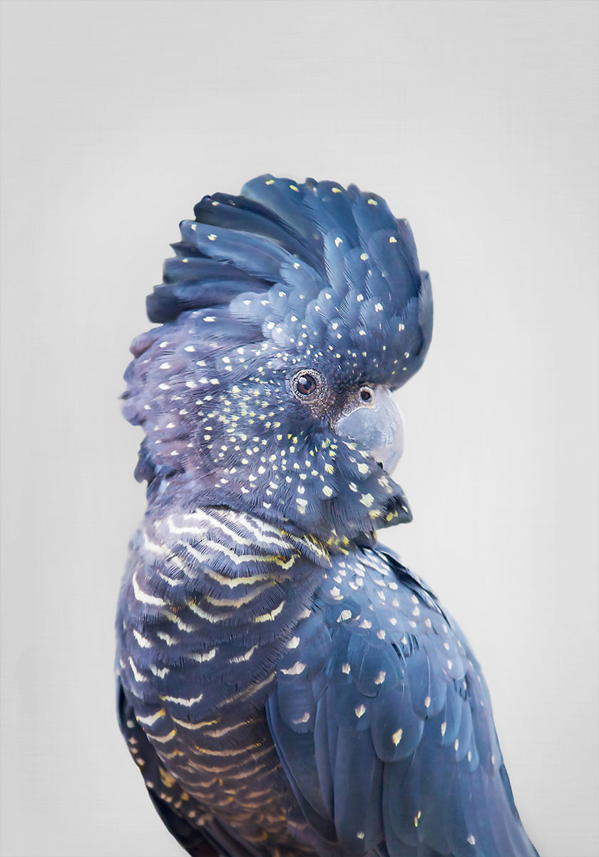Cacatua nero