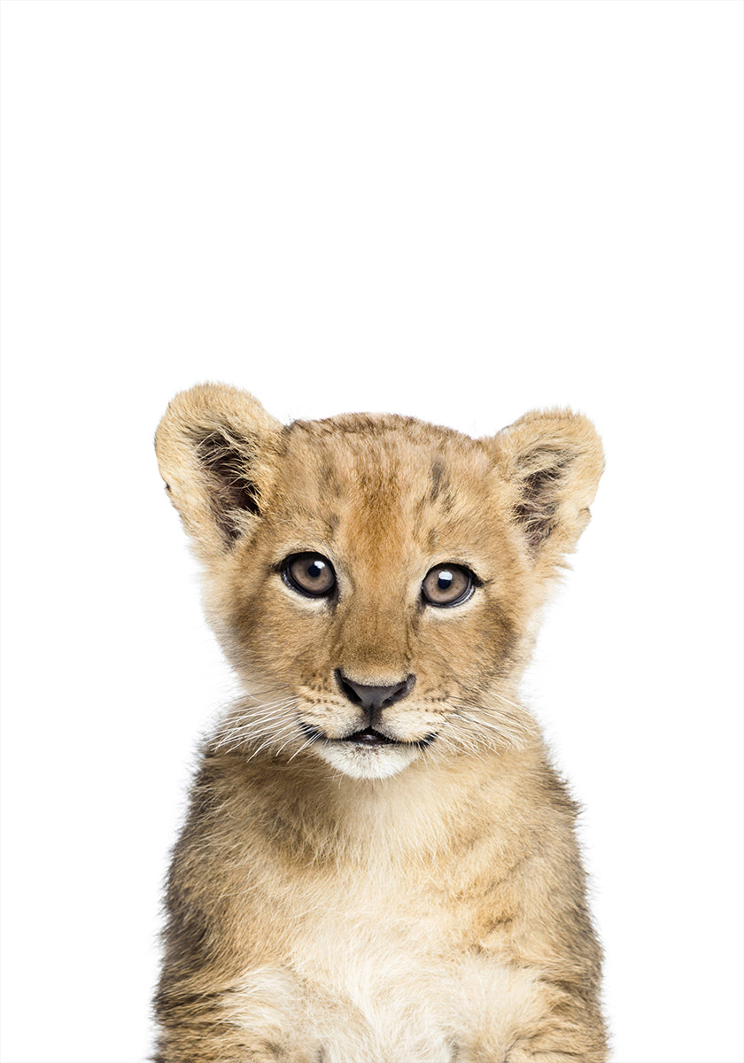 Cucciolo di leone