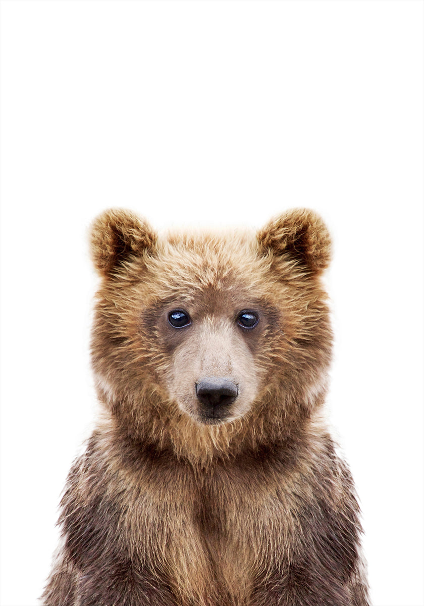 Cucciolo di orso