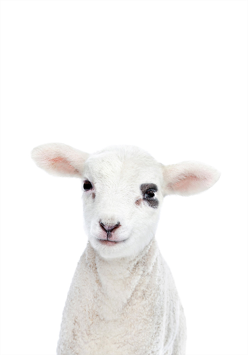 Agnello