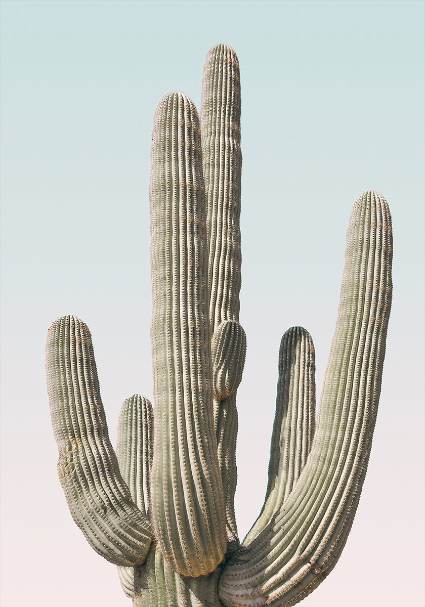Manifesto del Saguaro