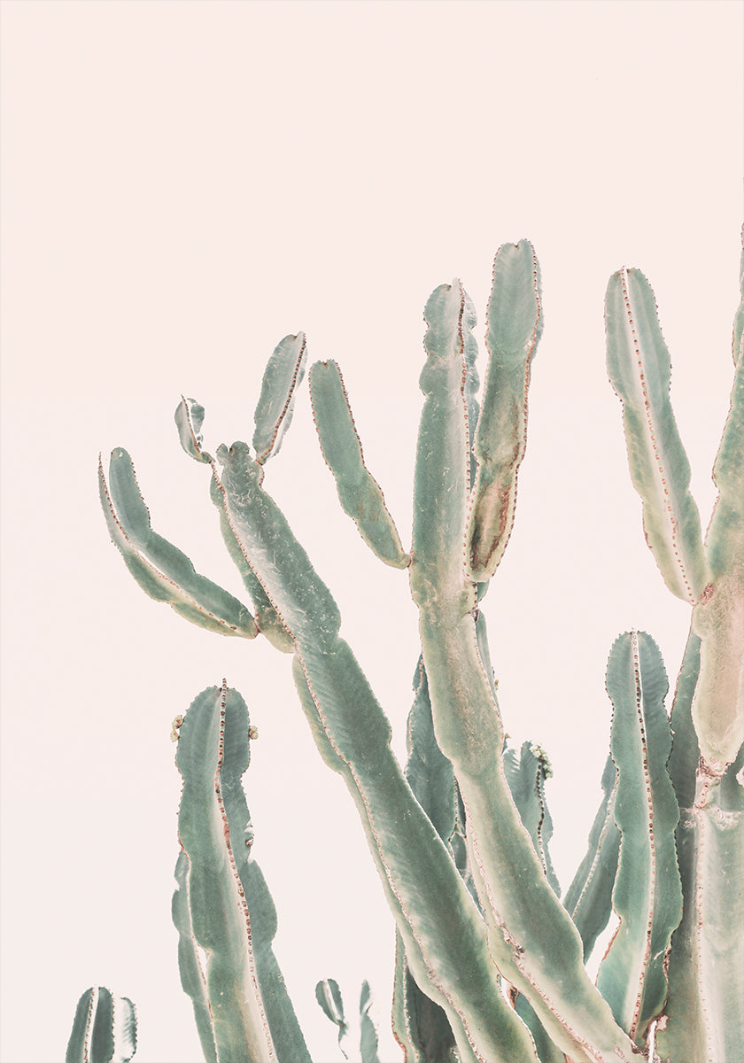 Cactus dell'alba