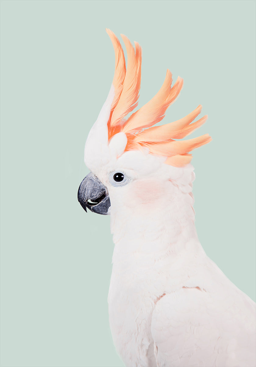 Poster di Cacatua