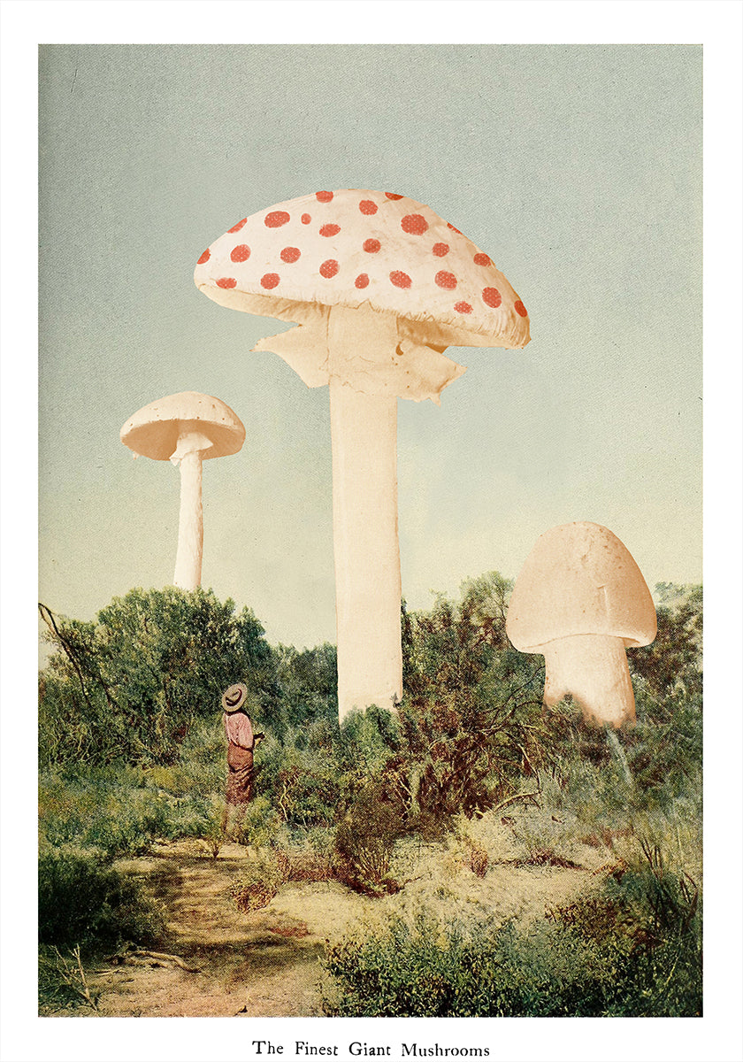 Il miglior poster di funghi giganti