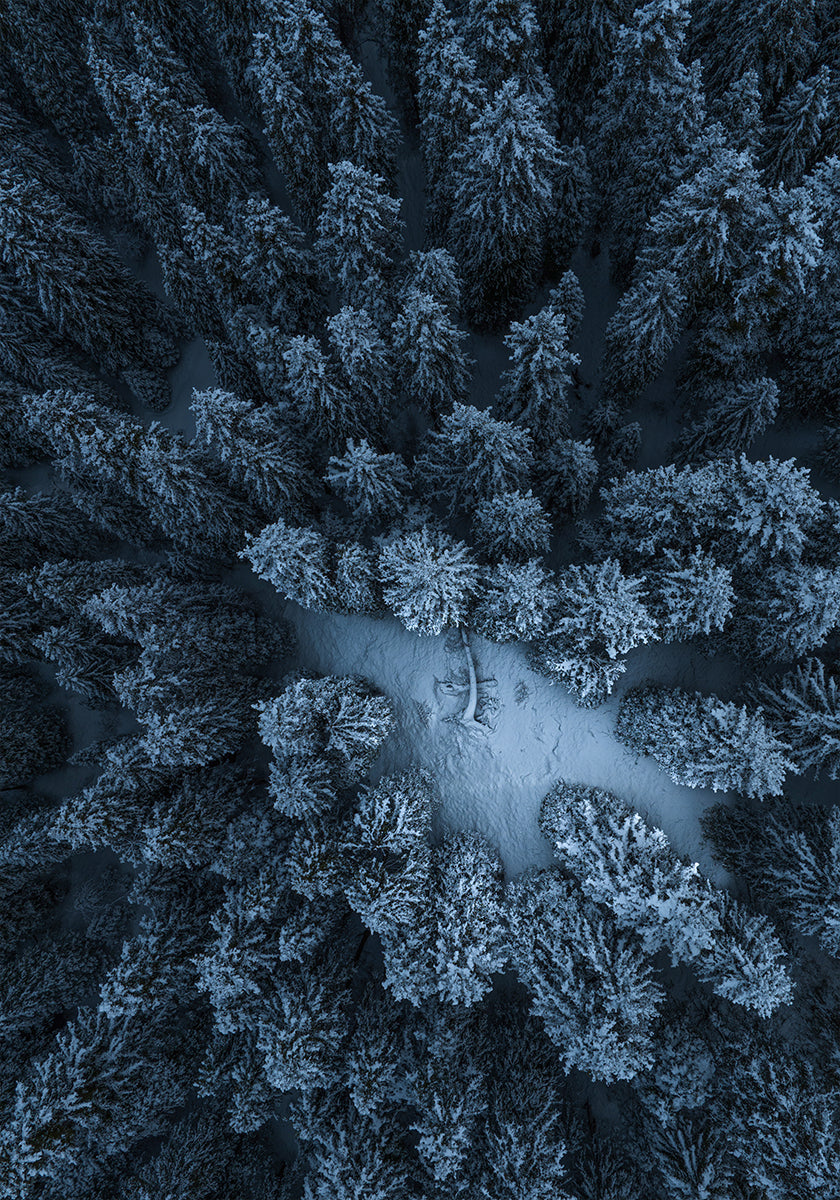 Poster Texture della foresta