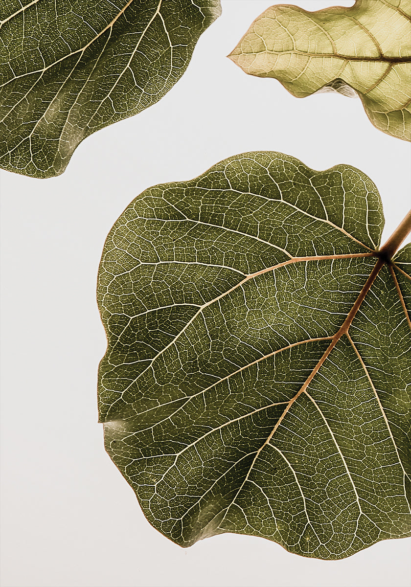 Leaf Vein Tapestry (NEW) - Posterbox