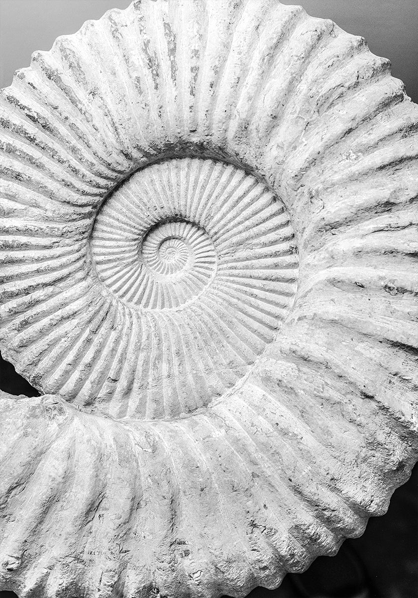 Antichi sogni a spirale
