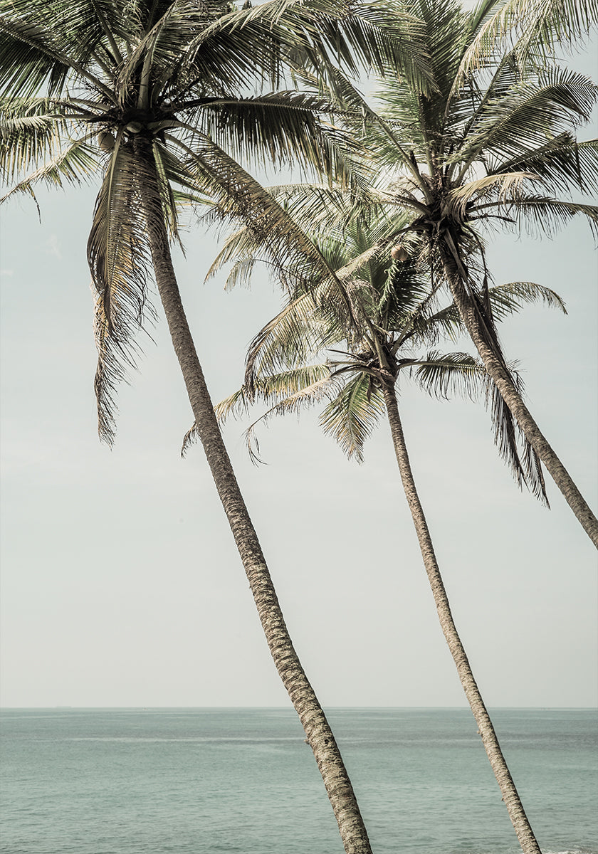 Poster di palme nella brezza oceanica