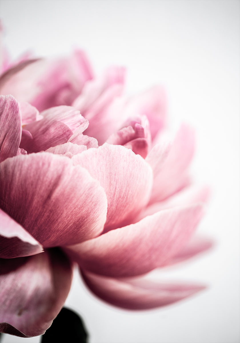 Peonia 1