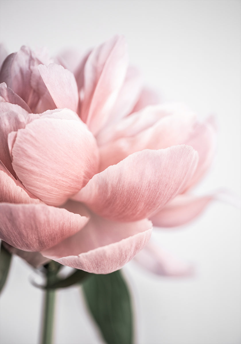 Peonia 3