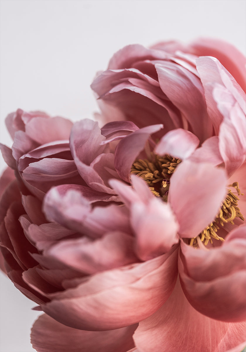 Peonia