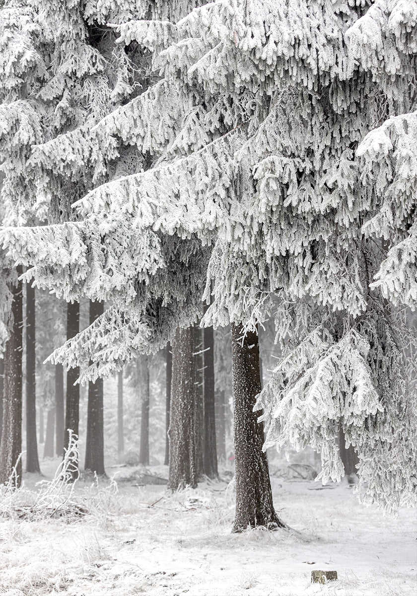 Foresta invernale 2