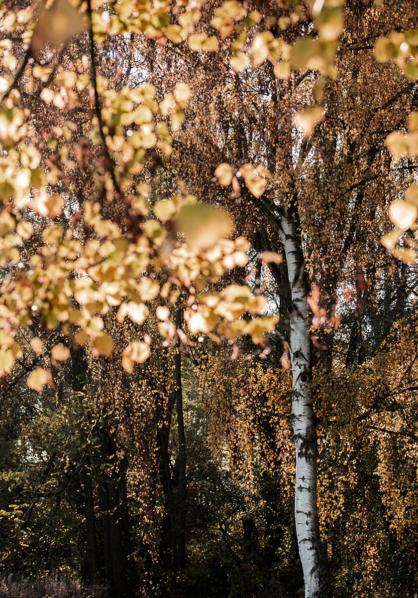 Betulla autunnale