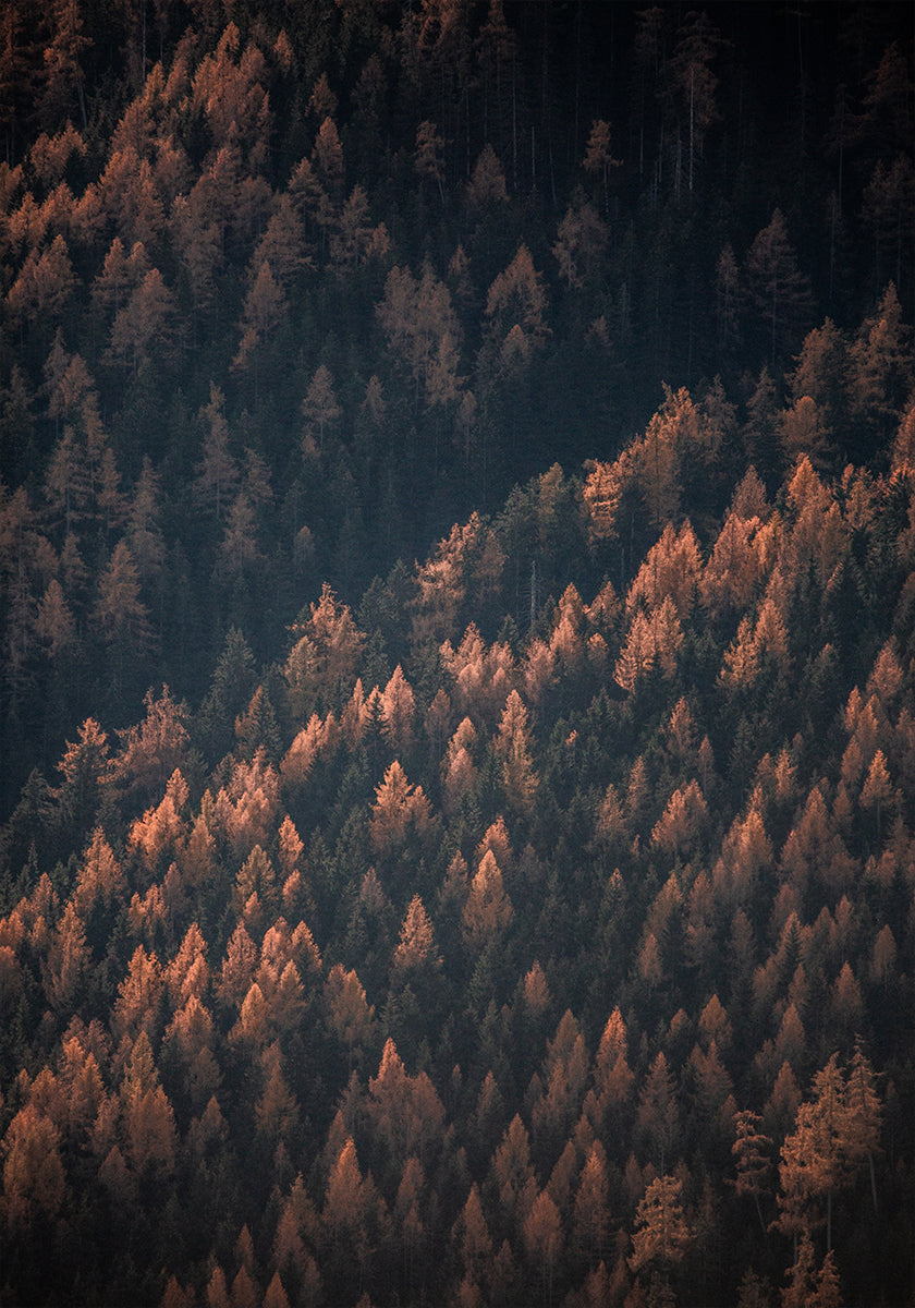 Bosco d'autunno 2