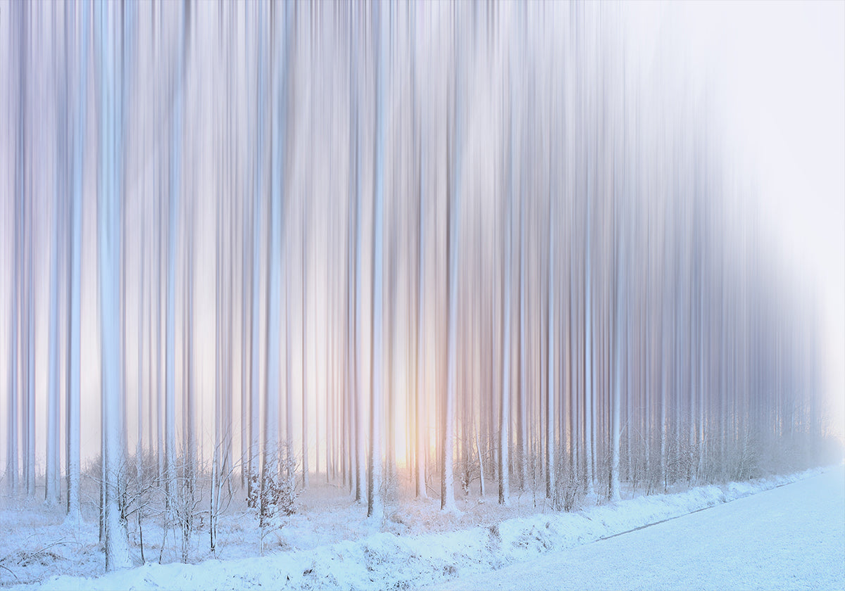 una cortina di alberi Poster