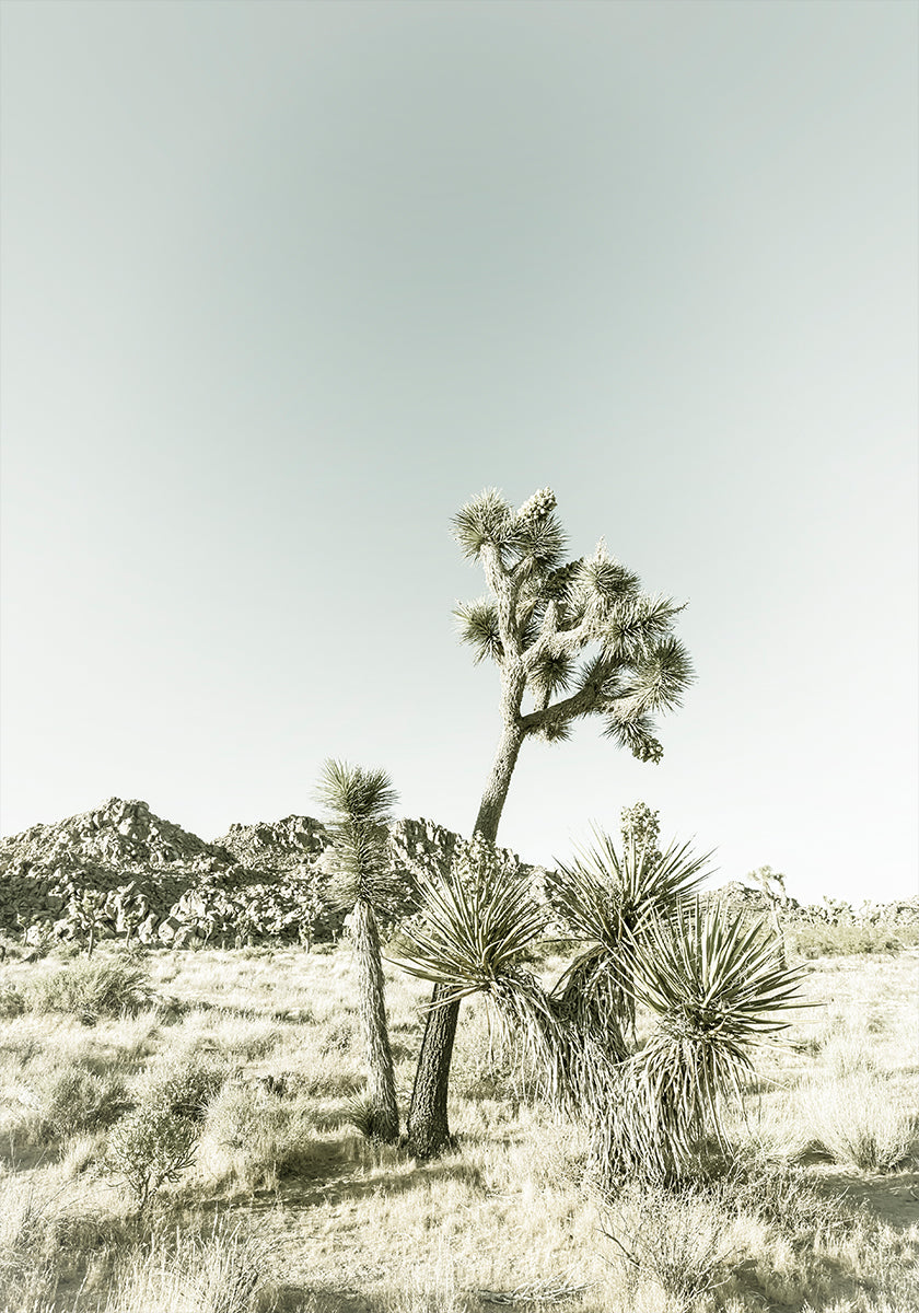 Poster di impressioni vintage del Parco nazionale di Joshua Tree