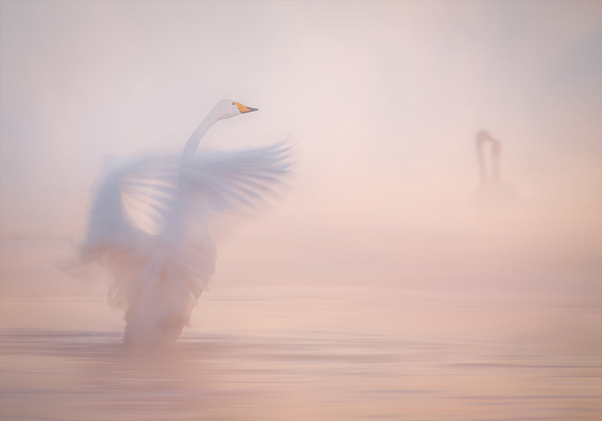 The ephemerality of distant love... Plakat