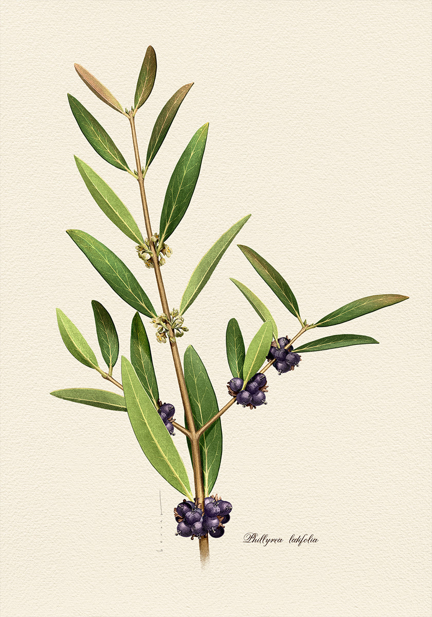 Poster di botanica Phillyrea Latifolia