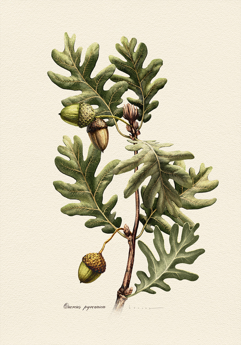 Poster di botanica Quercus Pyrenaica