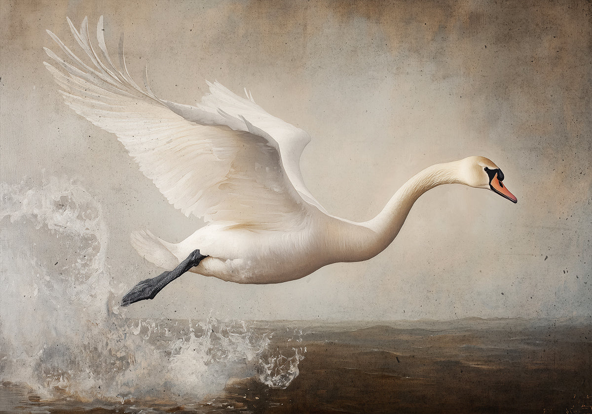 Volo grazioso