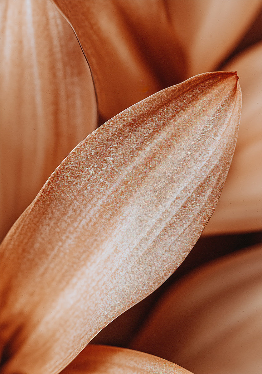 L'eleganza dei petali d'ambra