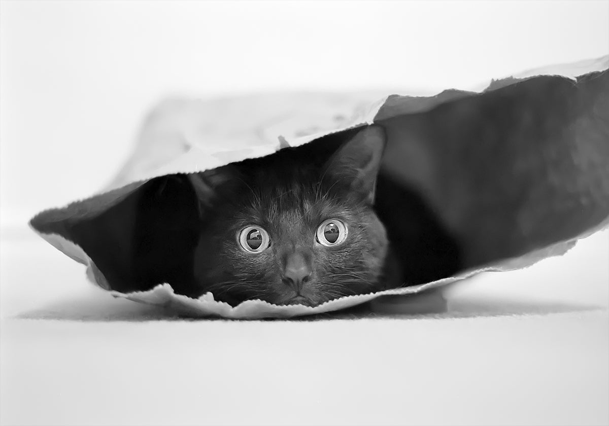 Poster Gatto in una borsa