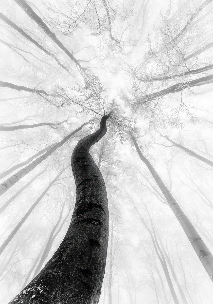 Il manifesto invernale