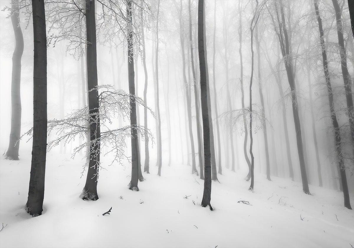 Il silenzio della foresta Poster