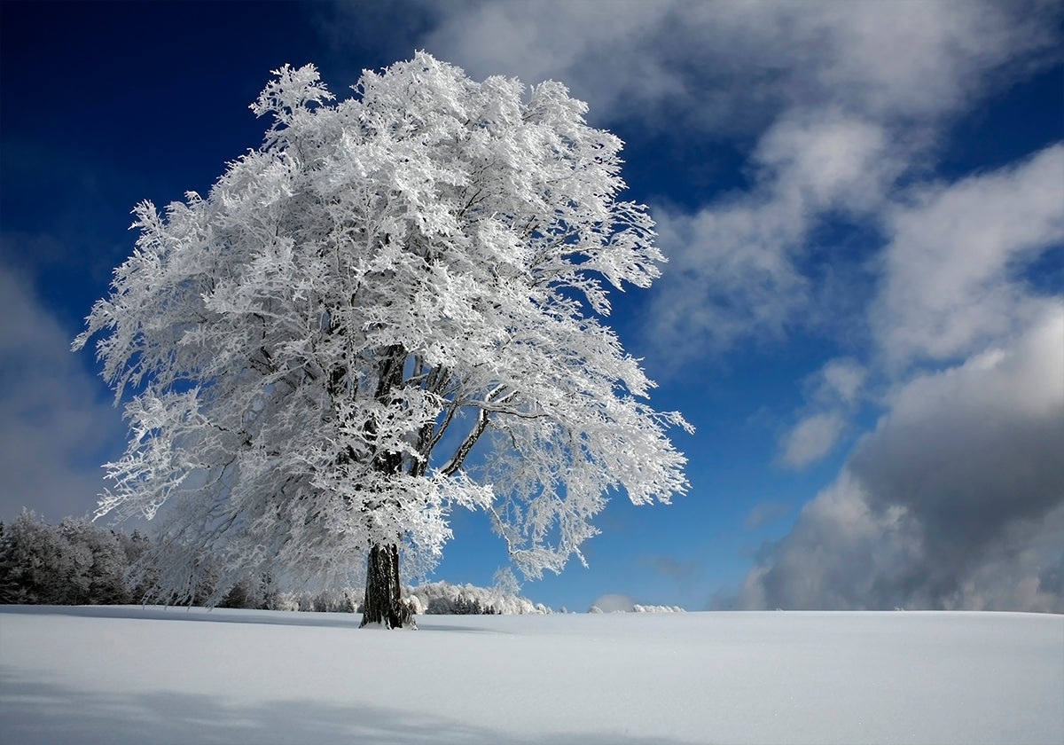 Windbuche bianco nella Foresta Nera