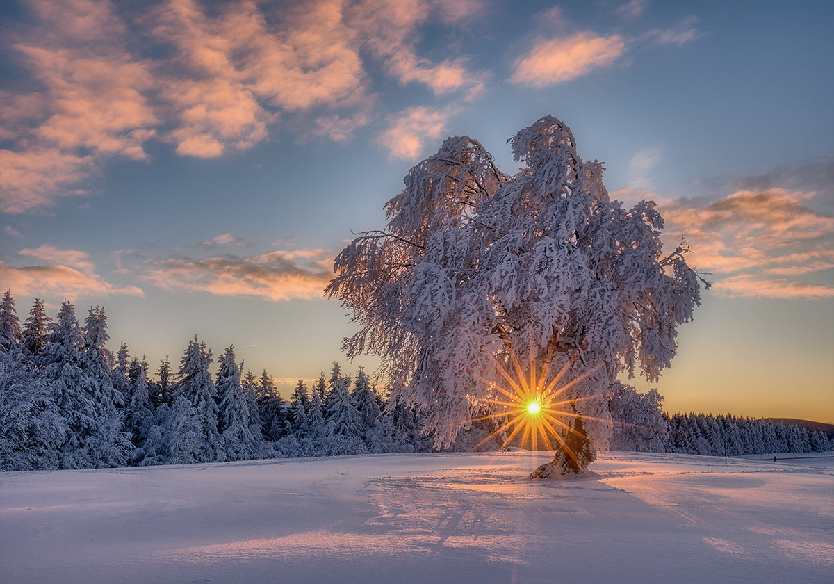 poster della stella del mattino