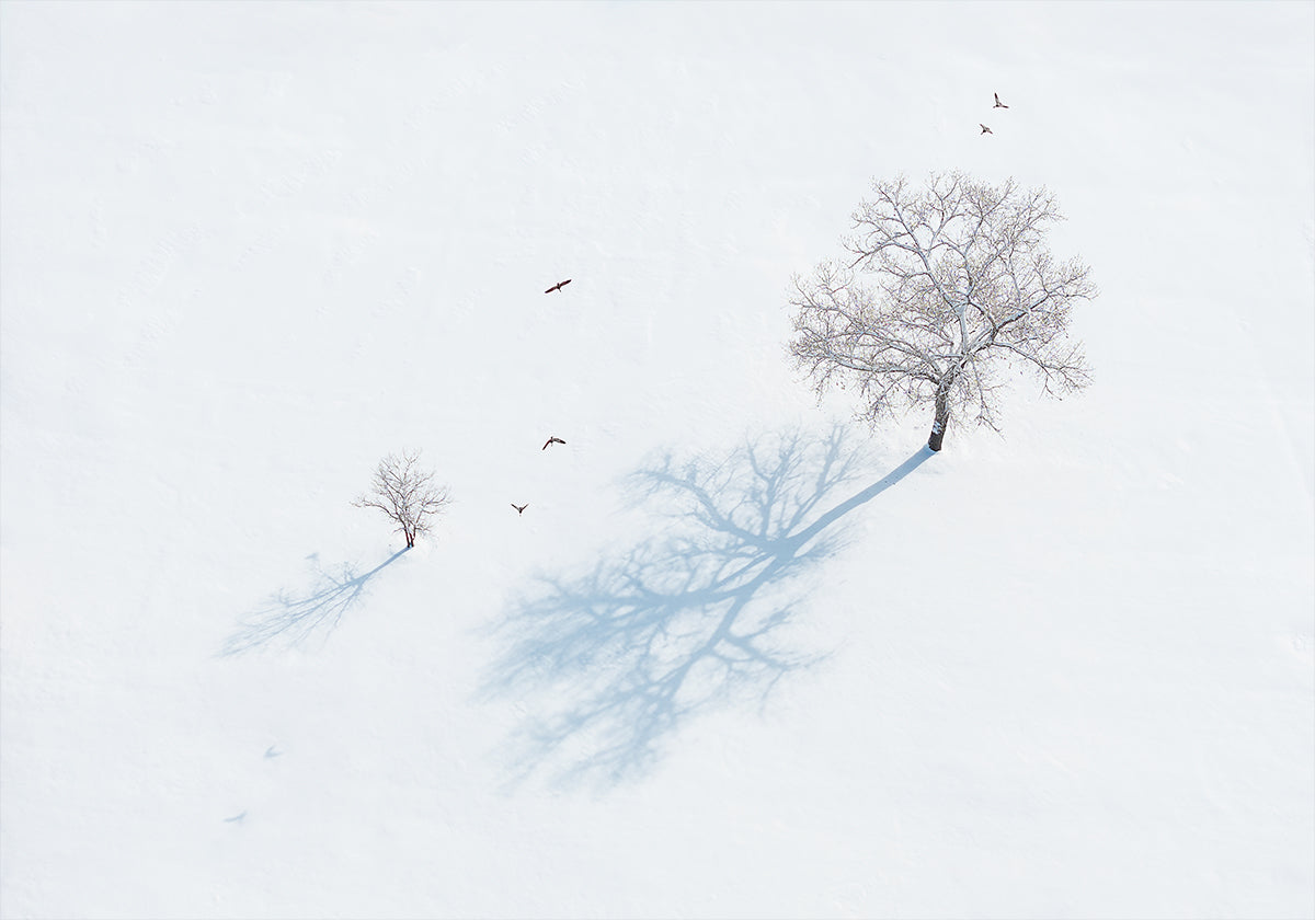 Poster Ombre di alberi e uccelli