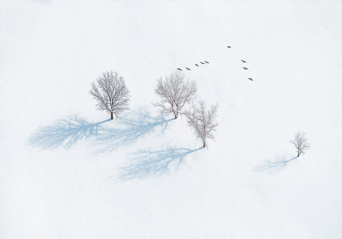 Poster di alberi e uccelli