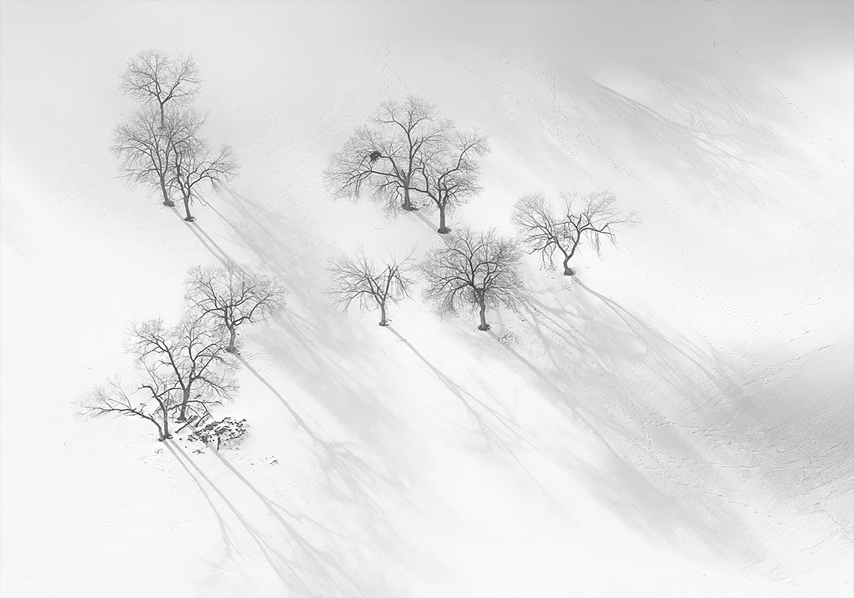 Sogno invernale: un balletto immobile Poster