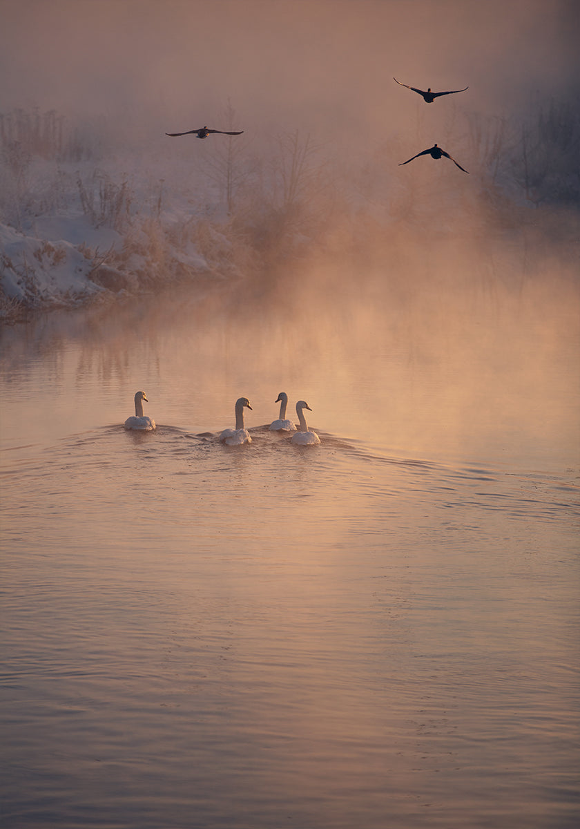 Il poster Dove non arriva la nebbia