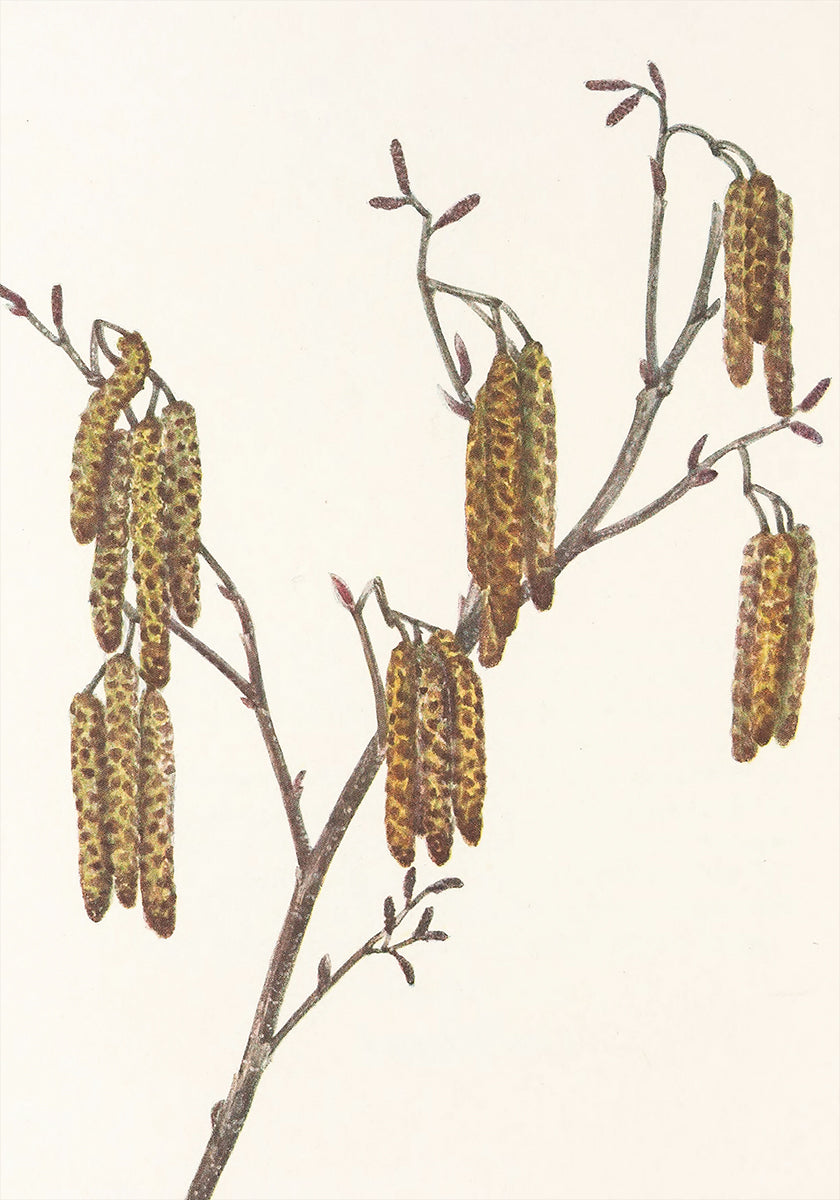 Hazel Alder (alnus Regosa) da North American Wildflowers (1925) di Mary Vaux Walcott. Manifesto
